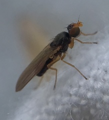 Anthomyzidae