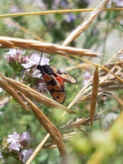 Zygaena hilaris