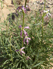 Matthiola arabica