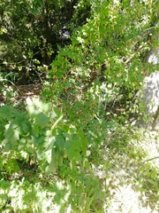 Caragana arborescens
