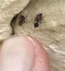 Crematogaster scutellaris