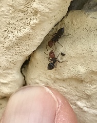 Crematogaster scutellaris