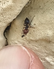 Crematogaster scutellaris