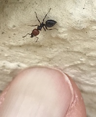 Crematogaster scutellaris