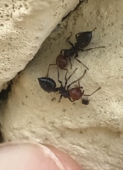 Crematogaster scutellaris