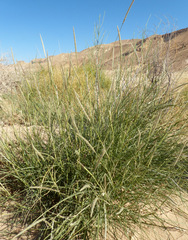 Lasiurus scindicus