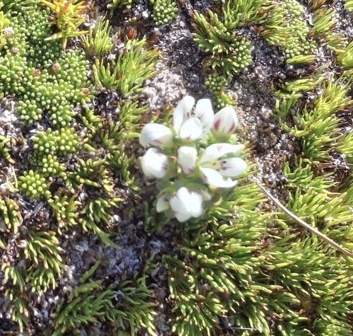 Image of Gentianella concinna by (c) Julia Palmer, some rights reserved (CC BY)