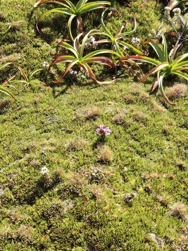 Image of Gentianella concinna by (c) Julia Palmer, some rights reserved (CC BY)