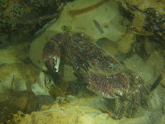 Nectocarcinus integrifrons