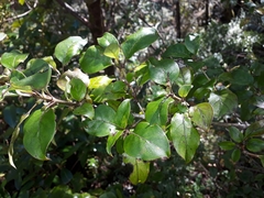 Coprosma tenuifolia