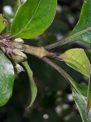 Coprosma tenuifolia