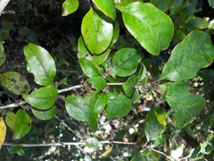 Coprosma tenuifolia