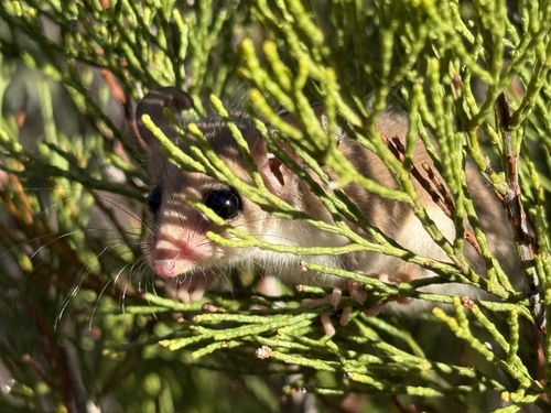 Southwestern Pygmy Possum