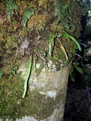 Notogrammitis angustifolia nothofageti