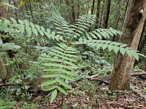 Foto de Cedro-australiano