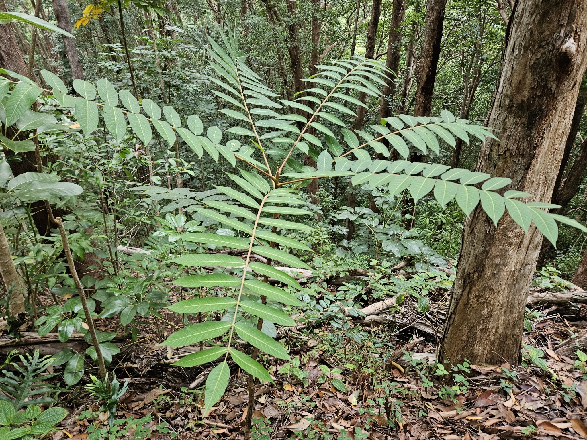 Imagem de Cedro-australiano