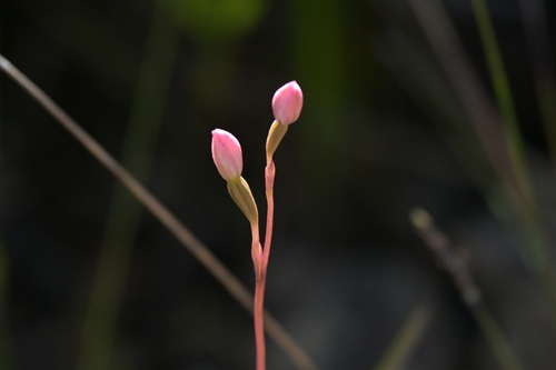 Image of Thelymitra carnea by (c) Christopher Stephens, some rights reserved (CC BY-SA)