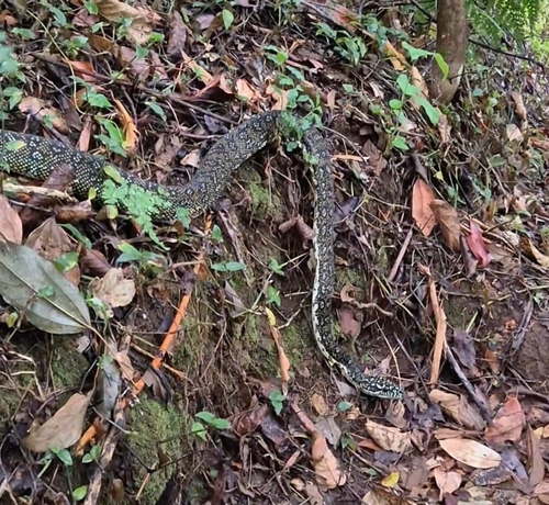 Diamond Python sighting