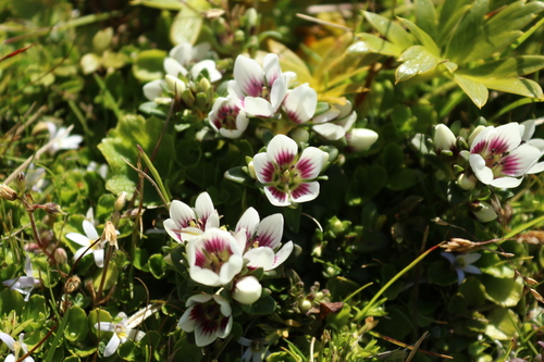 Image of Gentianella concinna by (c) Julia Palmer, some rights reserved (CC BY)