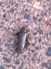 Archodontes melanopus