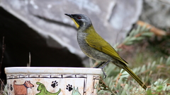 Nesoptilotis flavicollis