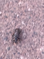 Archodontes melanopus