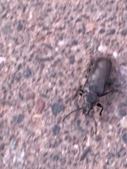 Archodontes melanopus