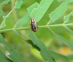 Eudiagogus rosenschoeldi
