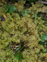 Trichocolea mollissima