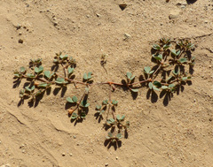 Seetzenia orientalis