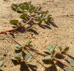 Seetzenia orientalis