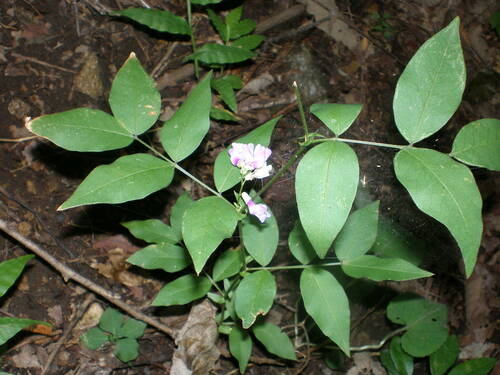 Vicia venosa iNat (1)