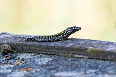 Podarcis muralis nigriventris