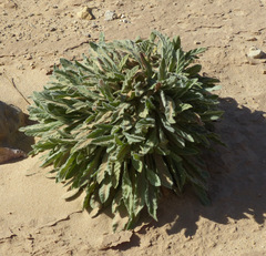 Convolvulus spicatus