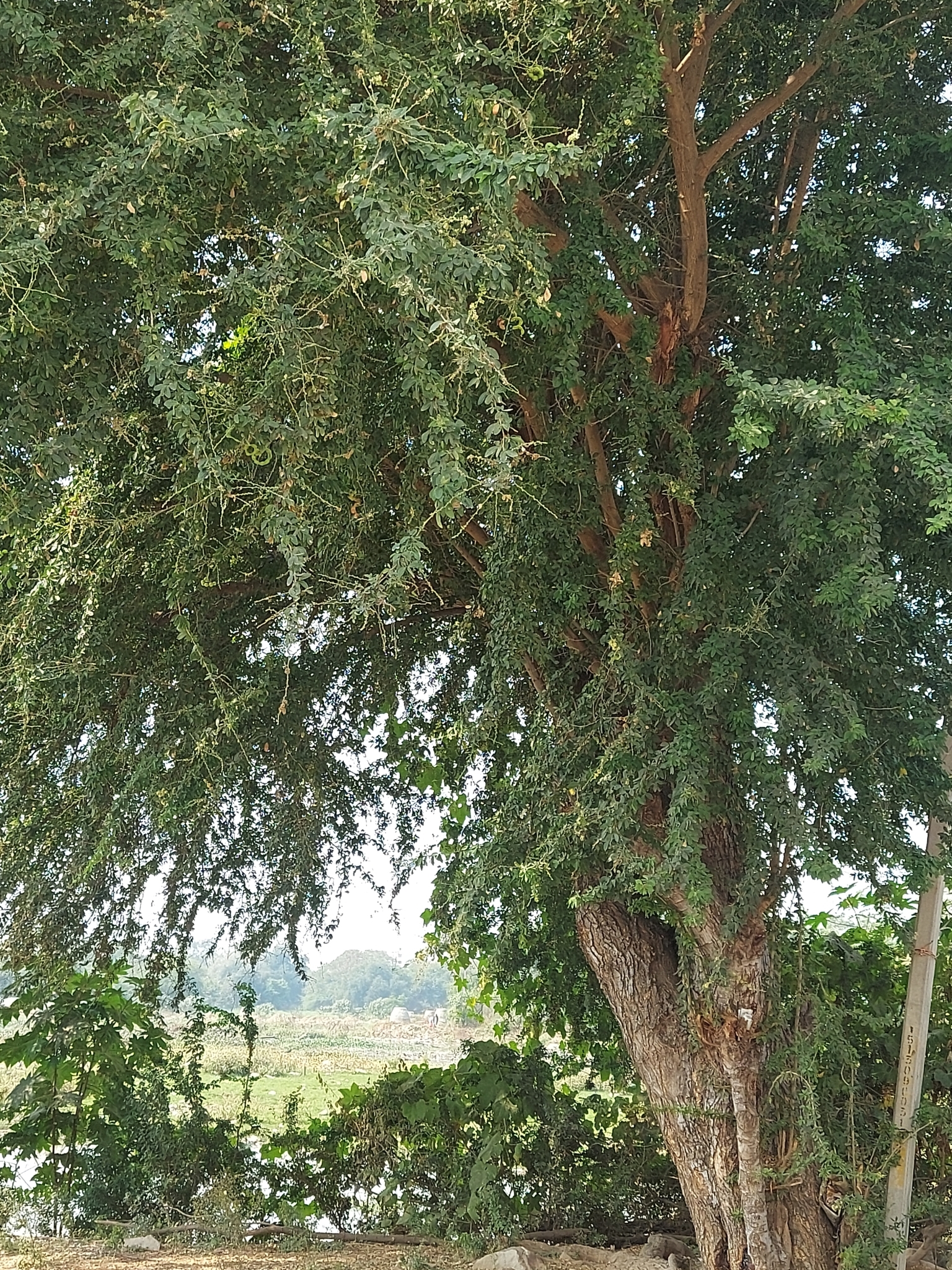 Imagem de Mata-fome