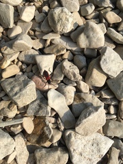 Purpuricenus kaehleri