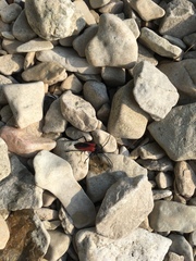 Purpuricenus kaehleri