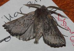 Drepanogynis rufigrisea