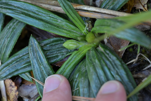 Image of Celmisia adamsii by (c) Christopher Stephens, some rights reserved (CC BY-SA)
