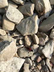 Purpuricenus kaehleri