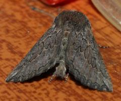 Drepanogynis rufigrisea