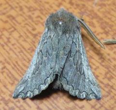 Drepanogynis rufigrisea