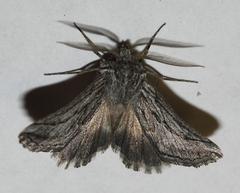 Drepanogynis inangulata