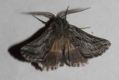 Drepanogynis inangulata