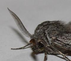 Drepanogynis inangulata