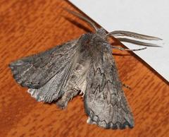 Drepanogynis rufigrisea