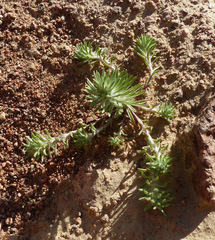 Ifloga spicata albescens