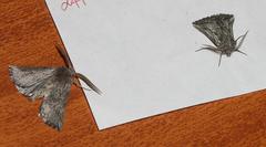 Drepanogynis rufigrisea