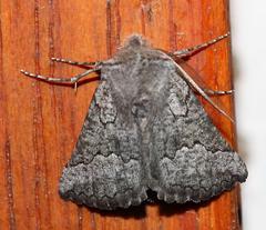 Drepanogynis interscripta