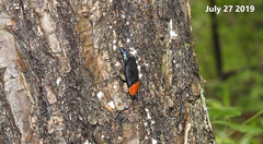 Necrophila brunnicollis